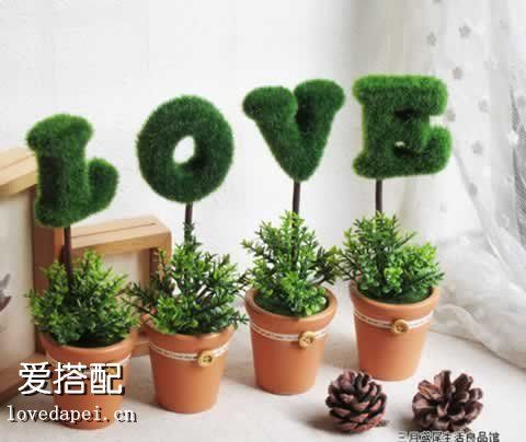 清新盆栽给你一天好心情